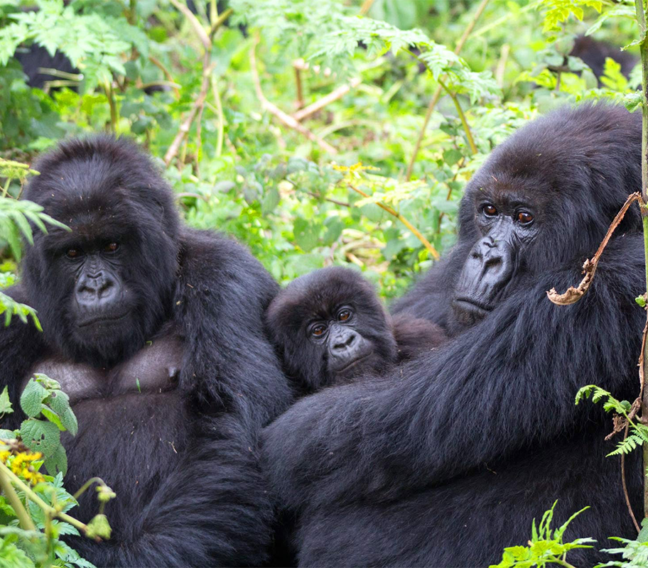 Transfer to Kisoro, Uganda
