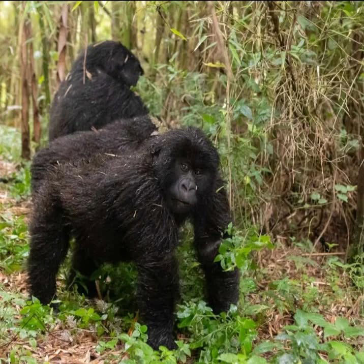 Gorilla Habituation Experience