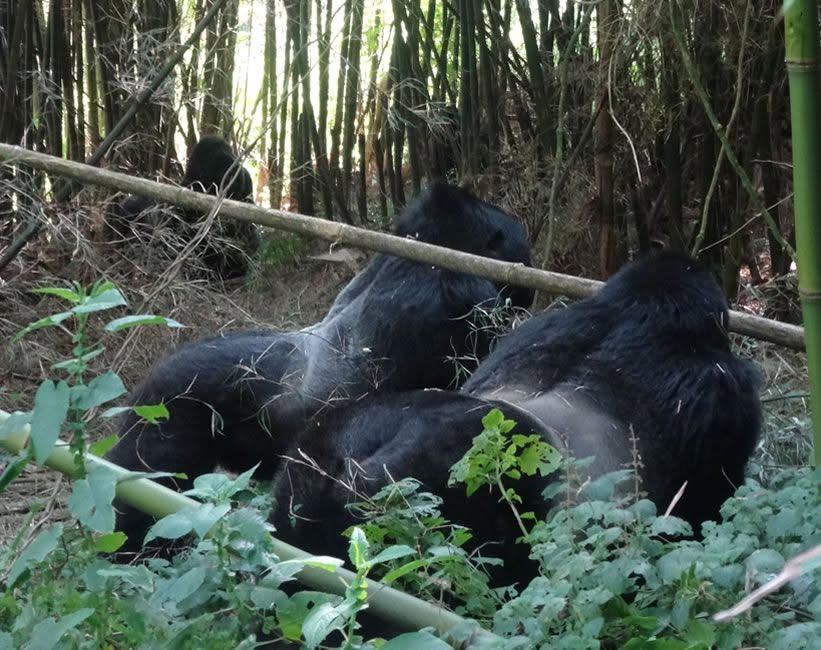 Gorilla trekking at Bwindi Impenetrable Forest