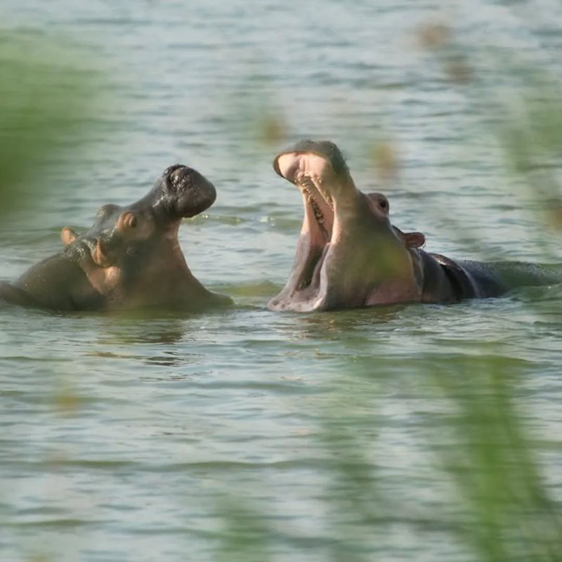 Sunset boat cruise on Kazinga channel and Night Game drive.at Queen Elizabeth National Park