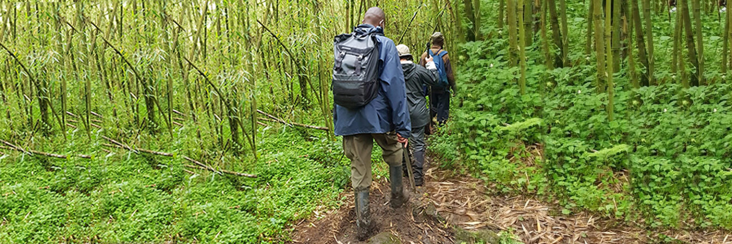 Rwanda 6 Days Gorilla Tracking Experience