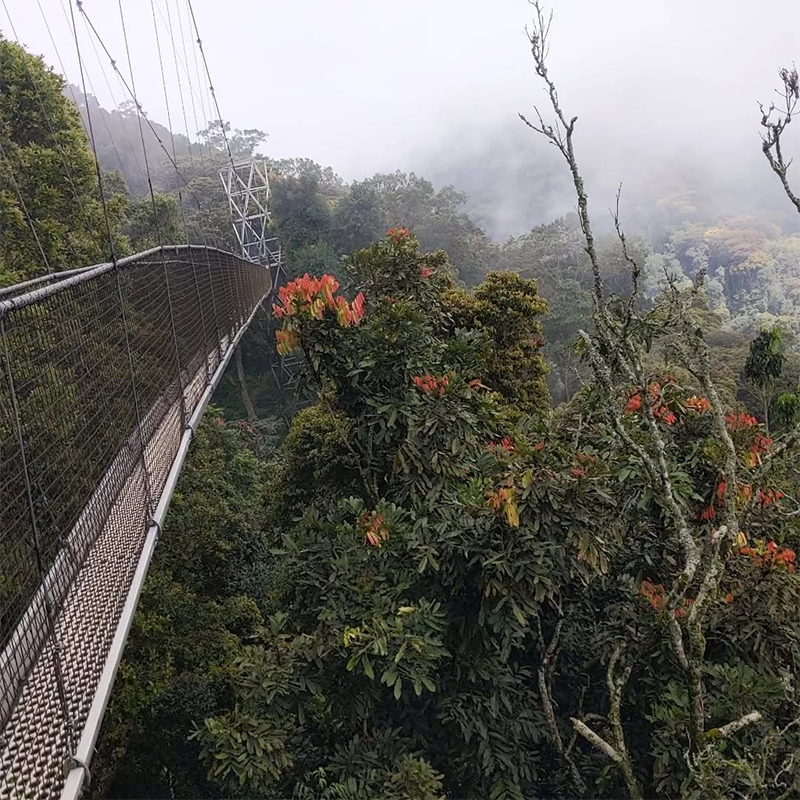 Primates tracking and Canopy walk Adventure