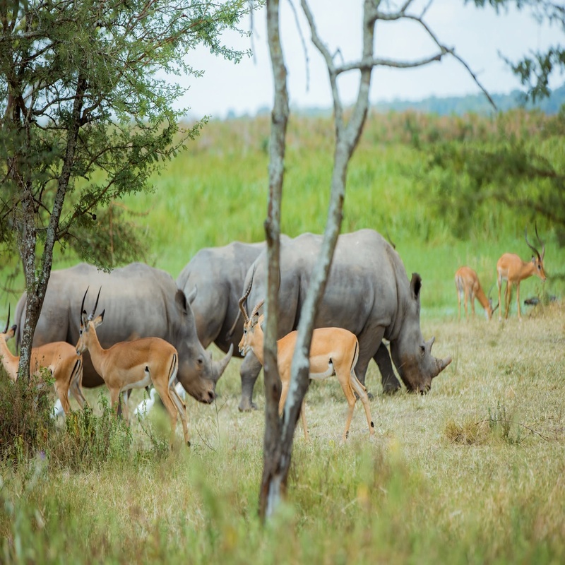 Transfer to Murchison Falls National Park