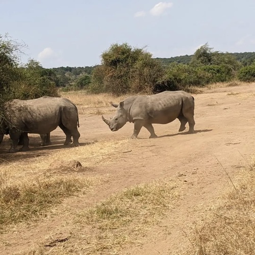 Rhino Trek