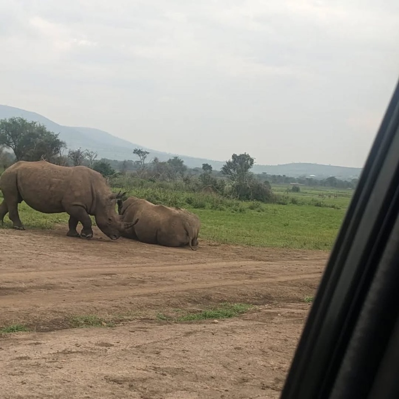 Game drive at Akagera National Park