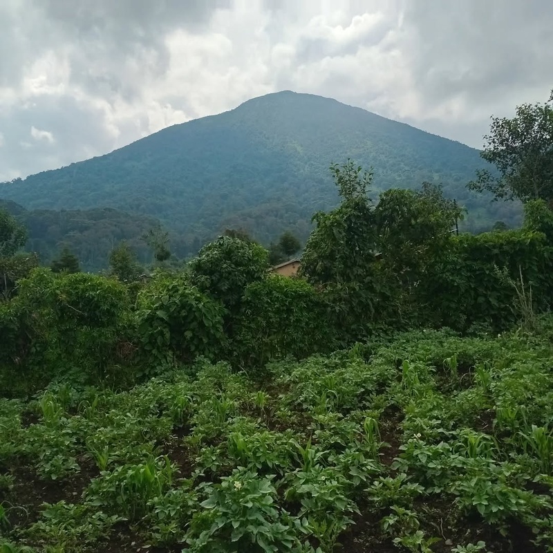 Gorilla Trekking Experience