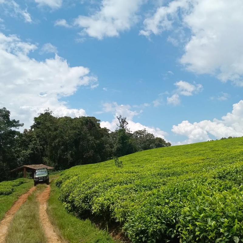 Village and Tea Plantations Tour