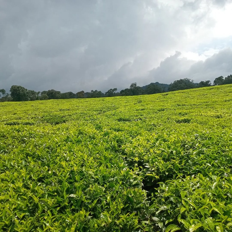 Coffee Tour Experience