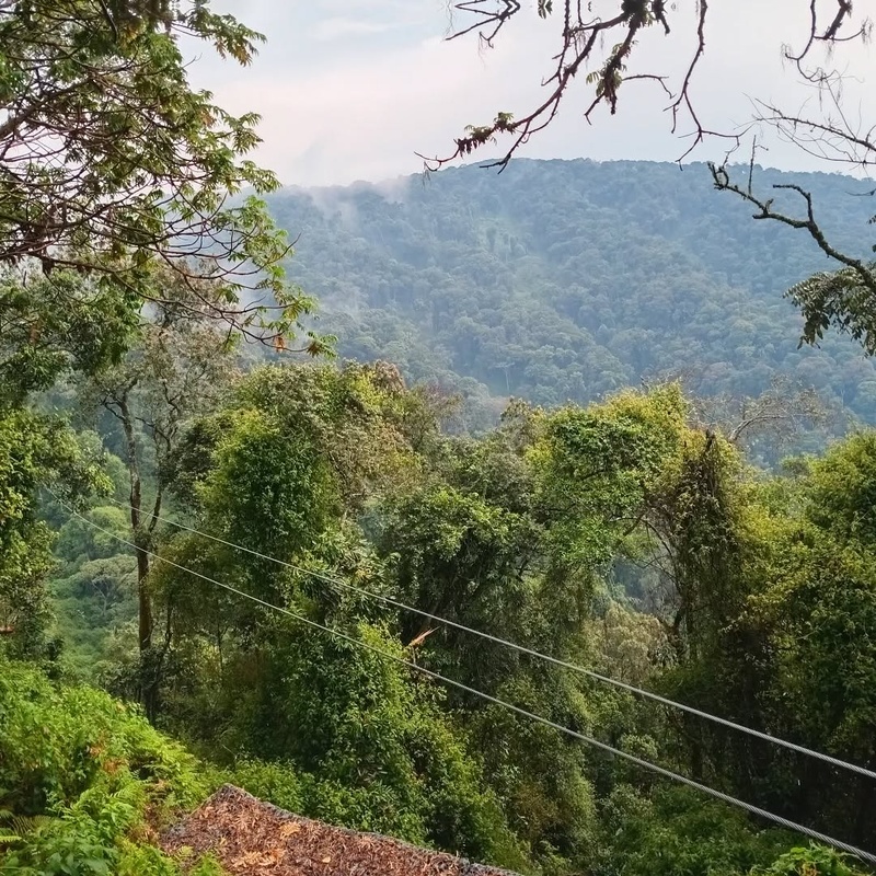 Nyungwe National Park