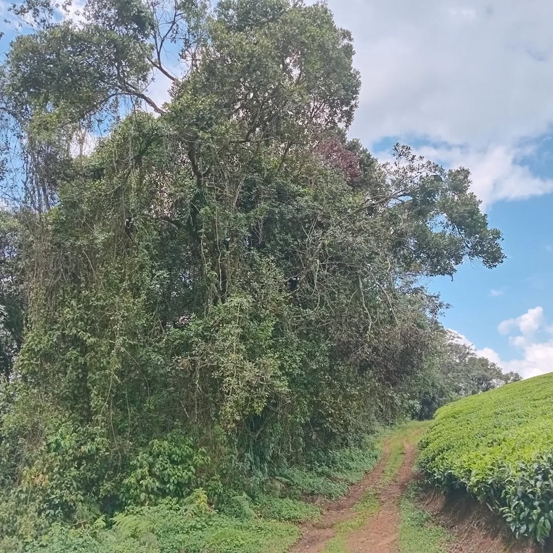 Transfer to Nyungwe National Park
