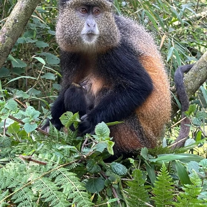 Golden monkeys trekking experience.