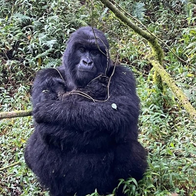Gorilla Trekking Experience