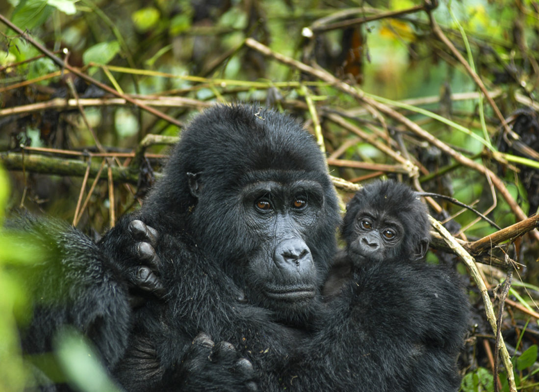 Gorilla Trekking Experience