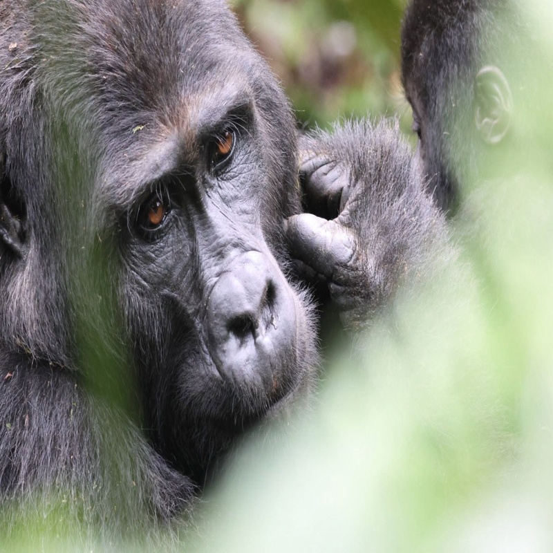 Transfer to Bwindi Impenetrable National Park