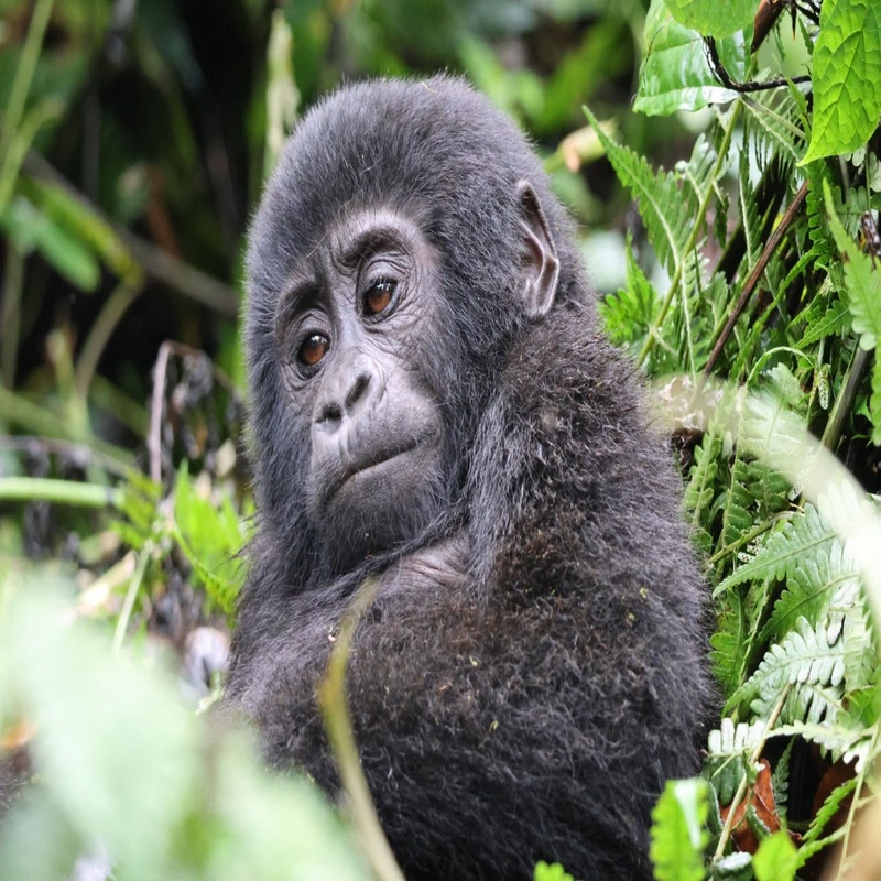 Gorilla trekking at Bwindi Impenetrable Forest
