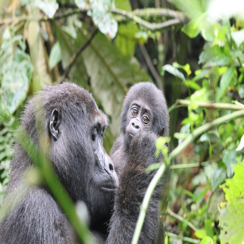 Gorilla Trekking