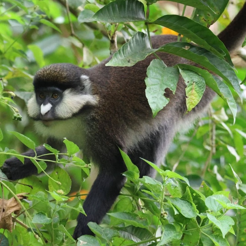 Isumo Waterfalls and Colubus Monkeys
