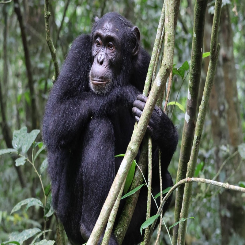 Chimpanzees Trek and drive to Karongi