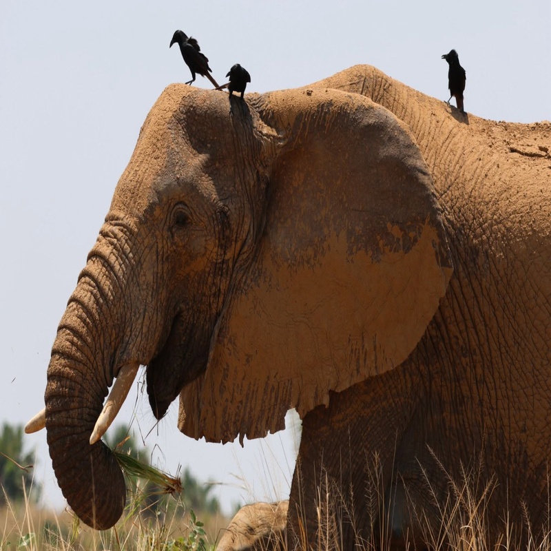 Ziwa Rhino Sanctuary.