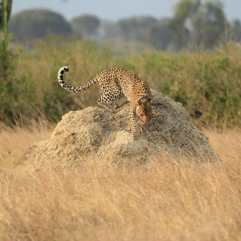 Murchison Fall National Park