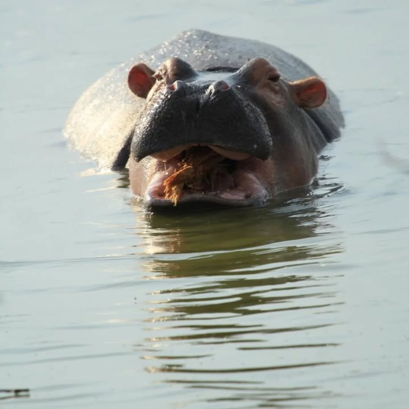 Sunset boat cruise on Kazinga channel and Night Game drive.at Queen Elizabeth National Park
