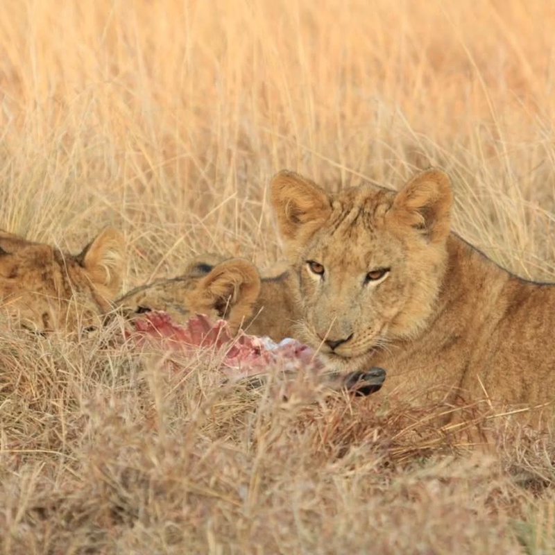 Full day at Masai Mara