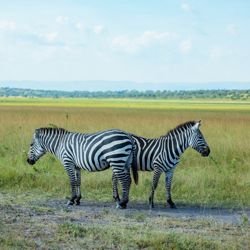 Game Drive in Masai Mara National Reserve
