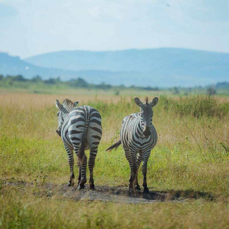 Full day at Masai Mara
