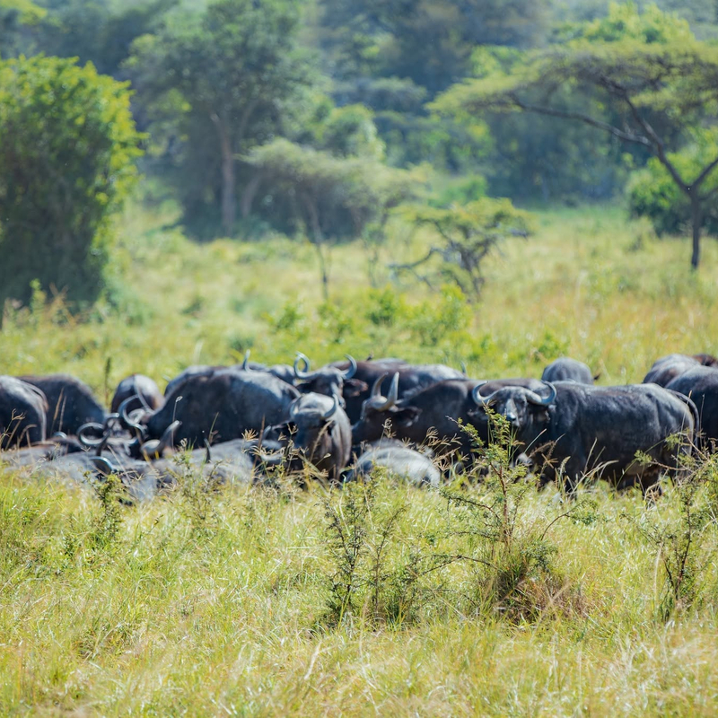 Akagera National Park Game drive