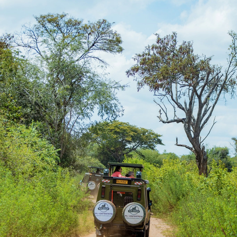 Transfer to Serengeti National Park – Evening Game Drive