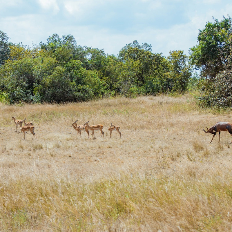 Transfer to Masai Mara National Reserve