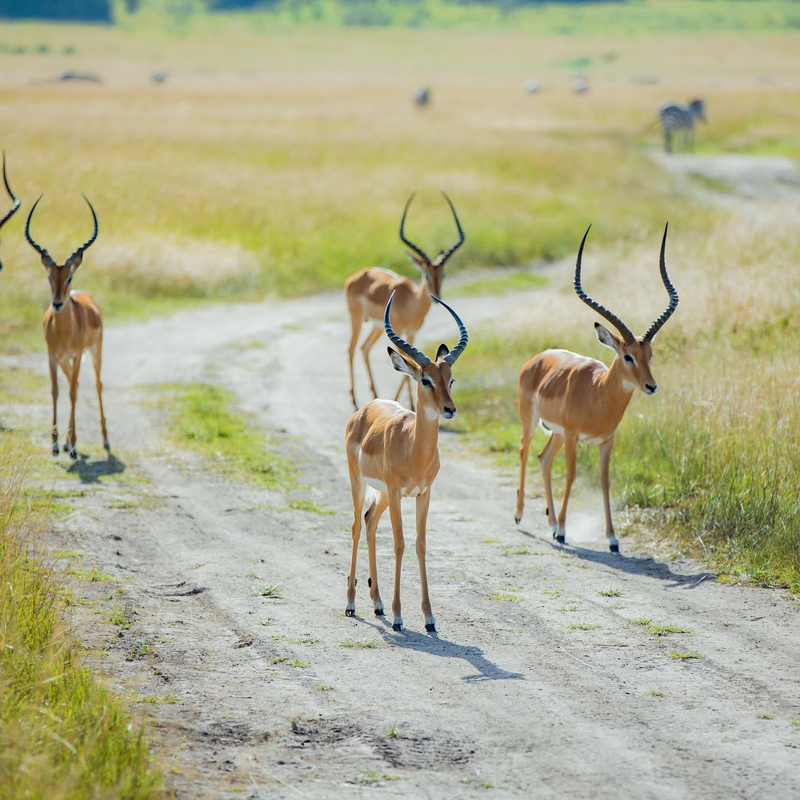 Akagera National Park Safari