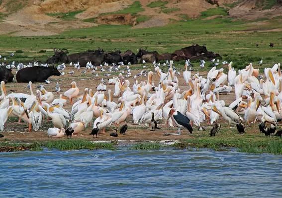 Lake Manyara National Park