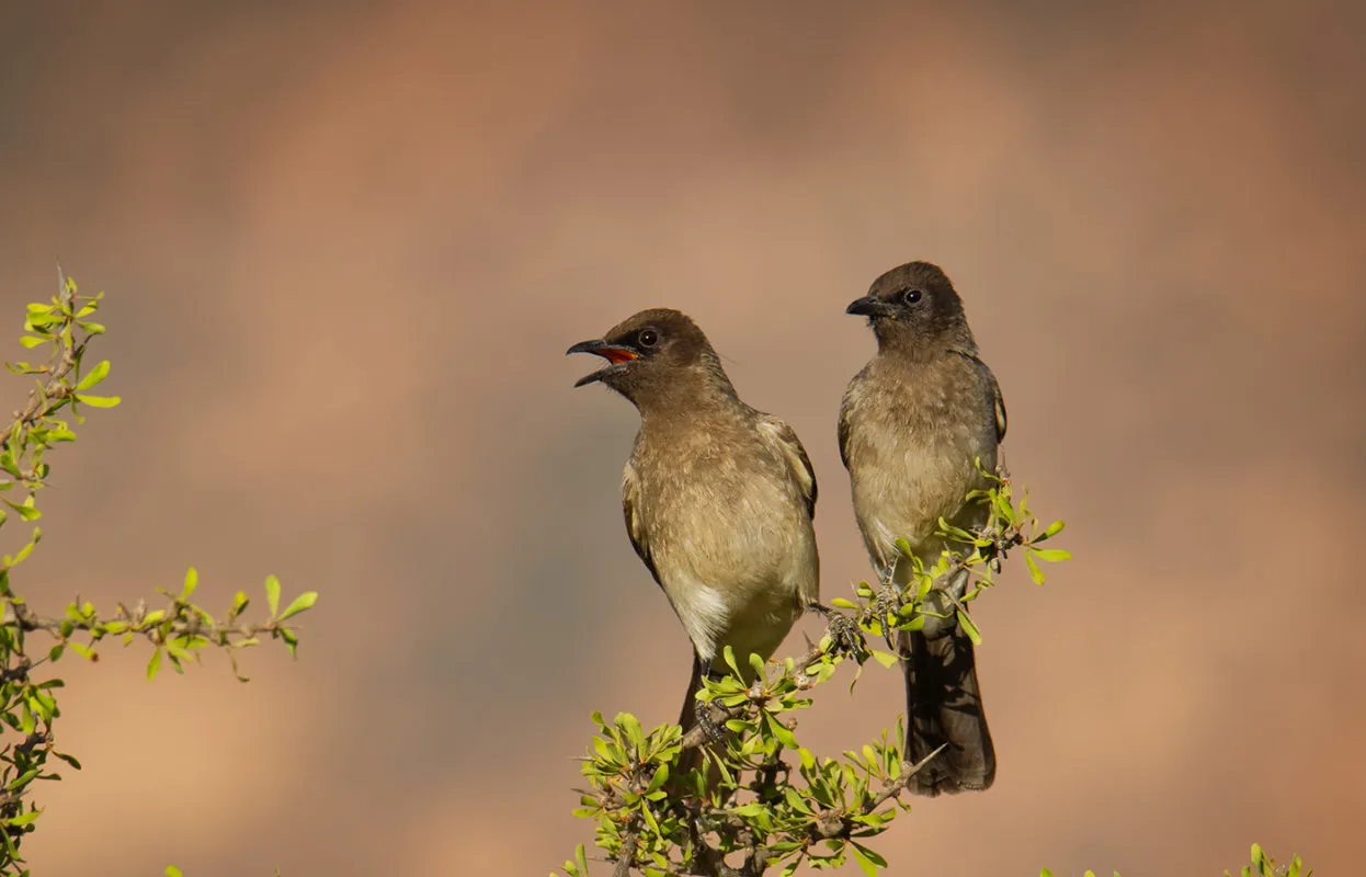 1 Day Rwanda Birding Tour