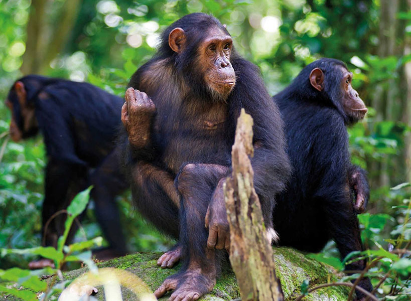 Chimpanzee trekking at Kalinzu Forest Reserve