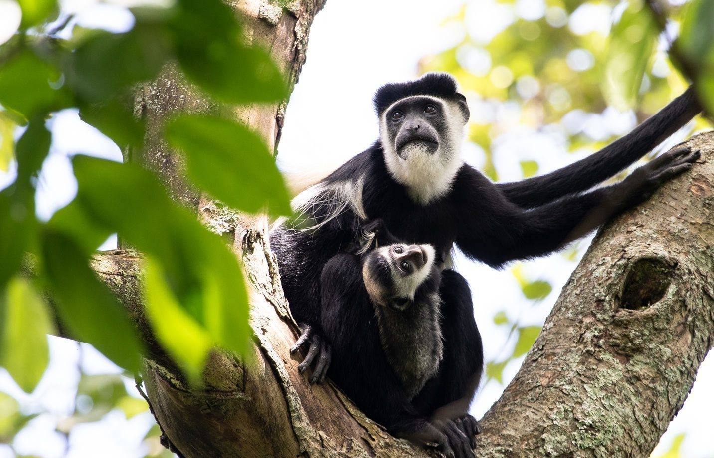Transfer to Nyungwe National Park
