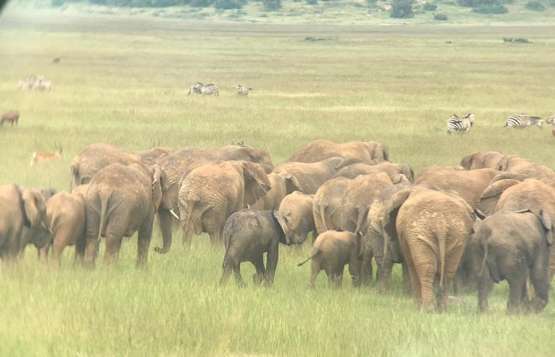 Ndutu Area in Ngorongoro Conservation Area