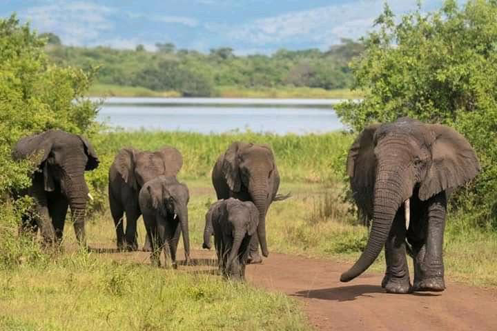 Serengeti National Park- Central (2 nights)