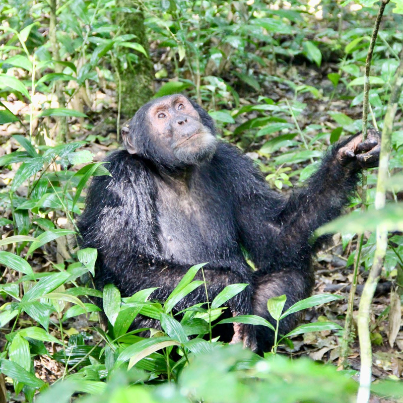 Chimpanzee trekking at Kalinzu Forest Reserve