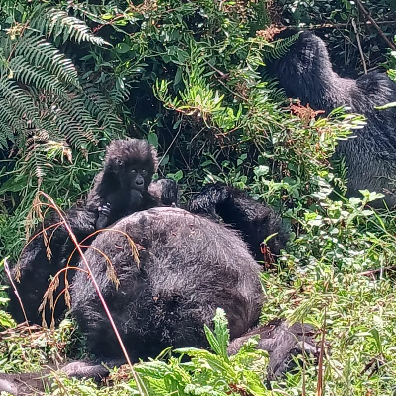 Transfer to Bwindi / Mgahinga
