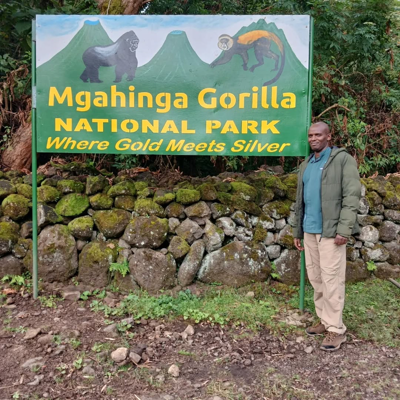 Gorilla trekking
