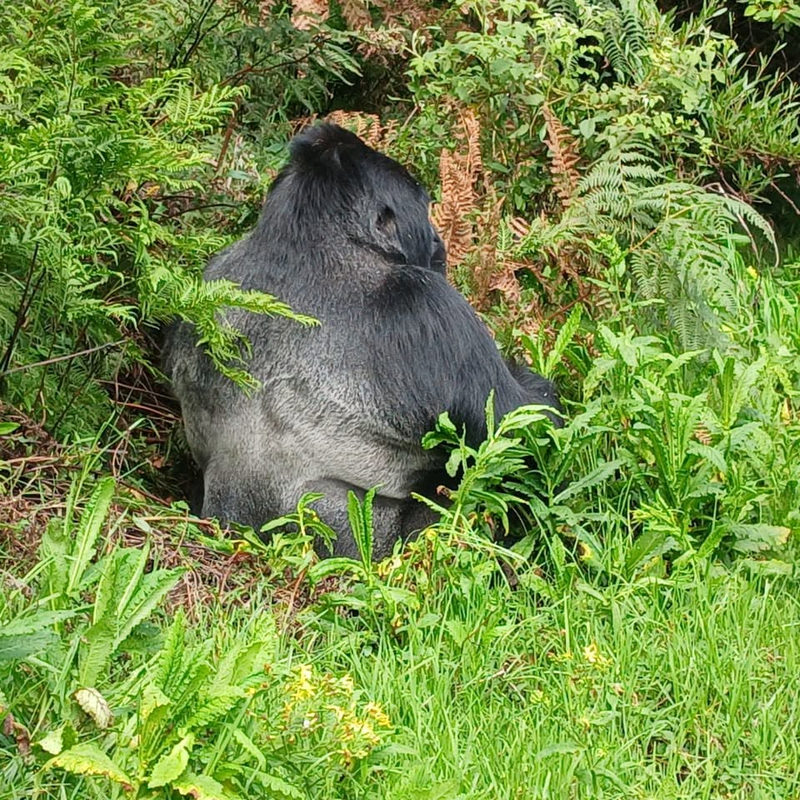 Rwanda Gorilla trekking safari