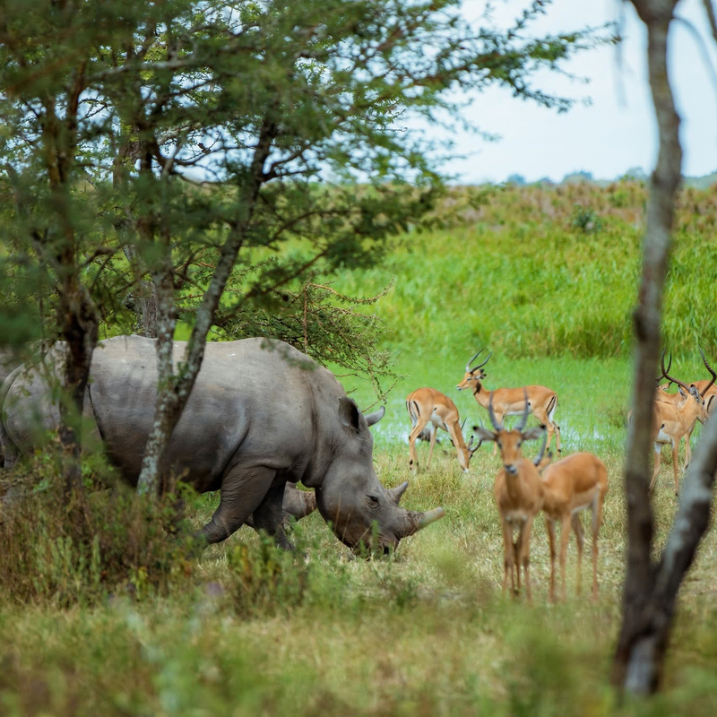 Murchison Fall NPark – Entebbe via Ziwa Rhino Sanctuary.
