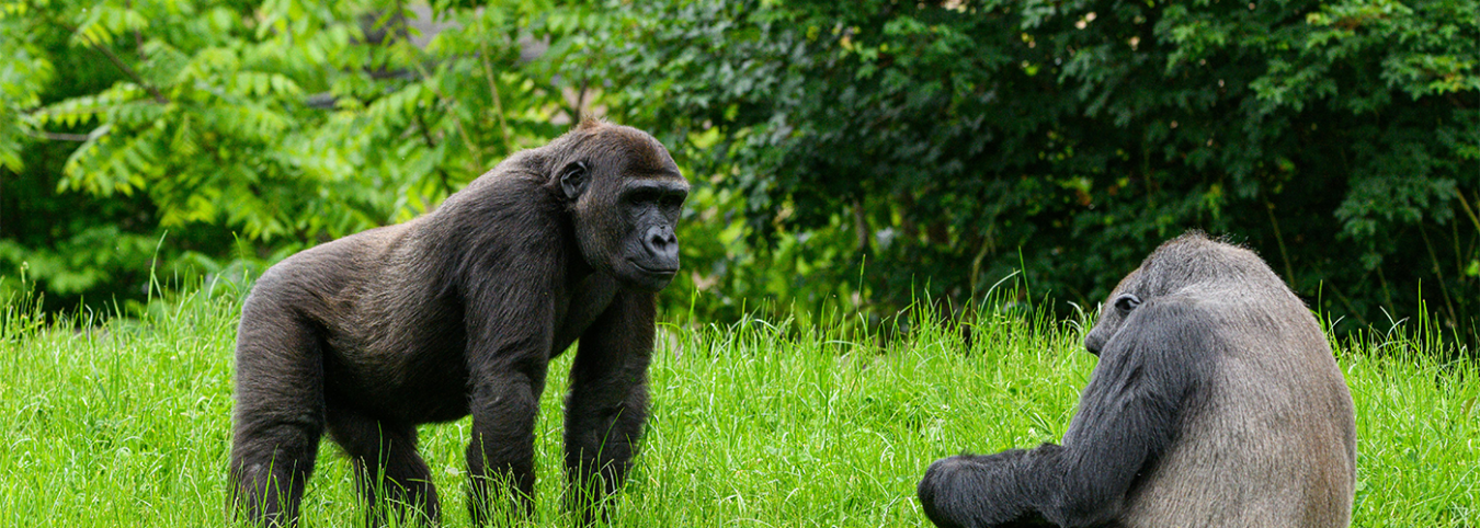 Uganda Primate Safari: 7 Days with Gorillas & Chimpanzees