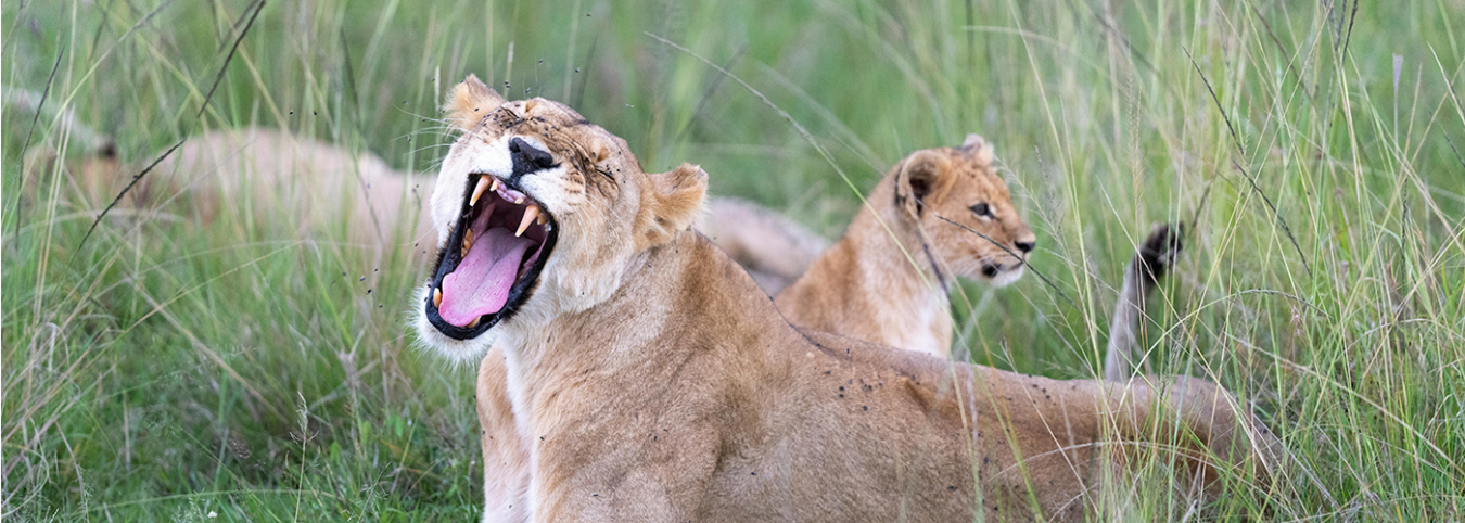 7 Days Wildlife Safari See the Big Five at Akagera National Park