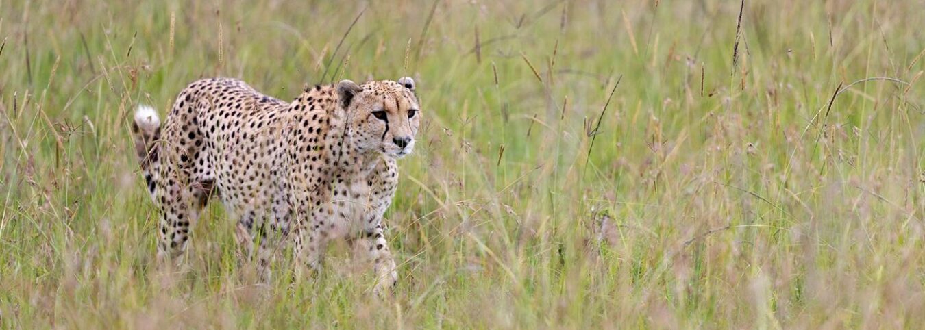 7 Days of Safari Magic in Queen Elizabeth Park