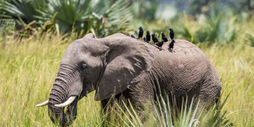 Embracing Eco-Tourism in Uganda: Sustainable Travel Tips