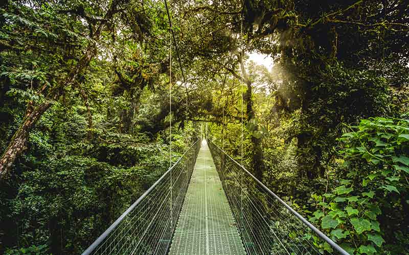 Top 7 Impenetrable Rainforests in Africa You Must Visit