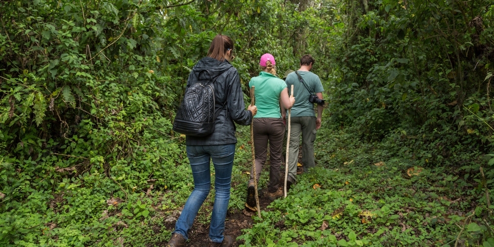 Gorilla Trekking in Uganda and Rwanda: Tips for an Unforgettable Experience