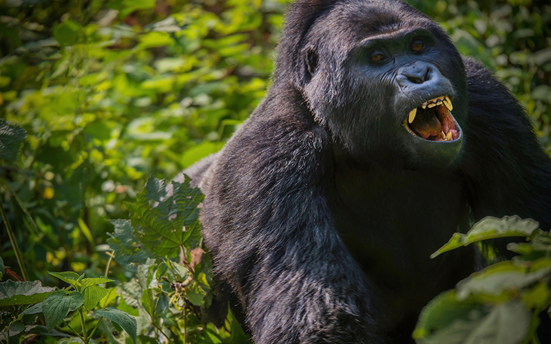 Unveiling 12 Fascinating Facts on Silverback Gorillas in 2026